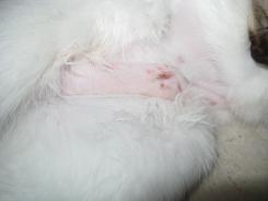 more kittens